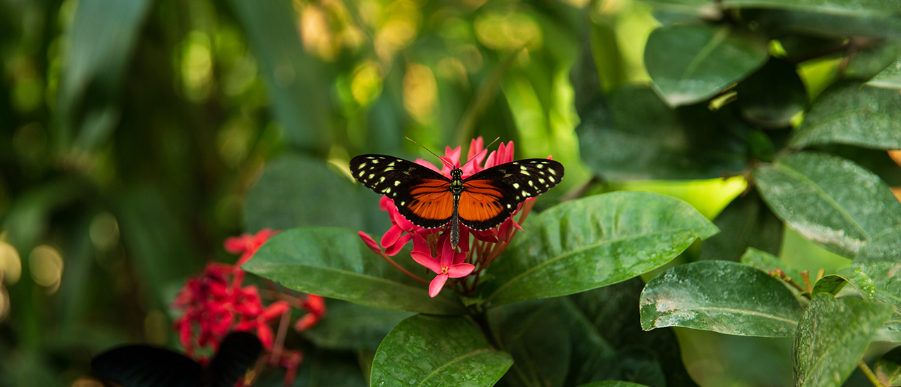 Kupu Kupu: das Haus der Schmetterlinge