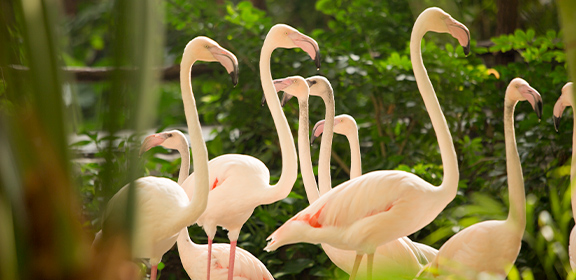 Eine Gruppe Flamingos steht inmitten dichter grüner Vegetation.