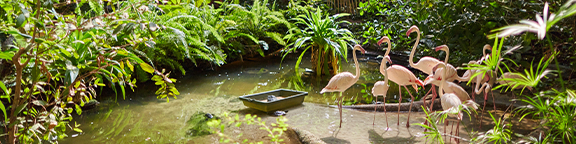 Mangrove im Regenwald mit Flamingos