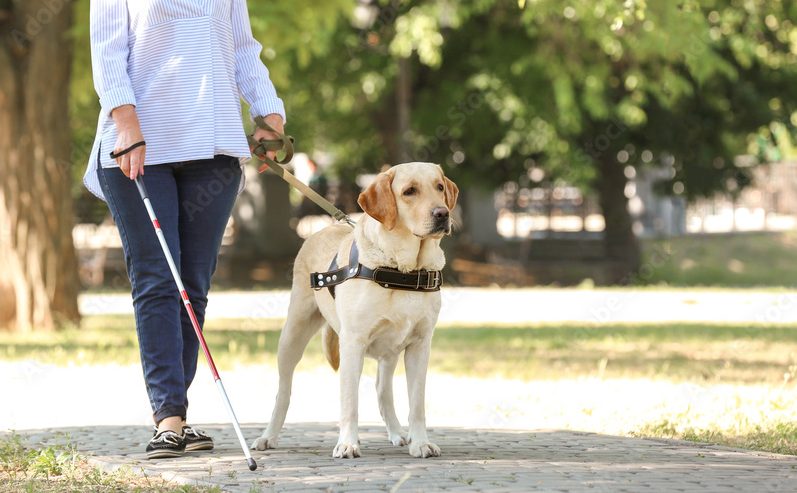 Eine Person geht mit einem Blindenführhund und einem weißen Stock durch einen Park.