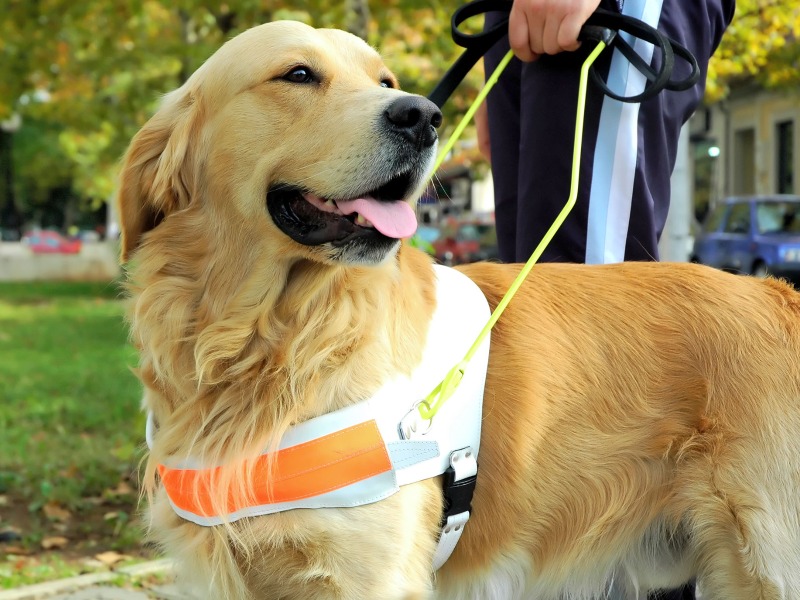 Eine Person geht mit einem Blindenführhund und einem weißen Stock durch einen Park.