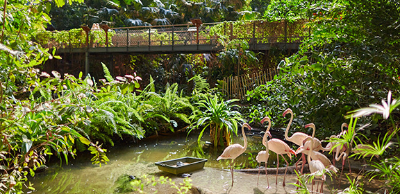 Pond with many flamingos, surrounded by dense green vegetation.