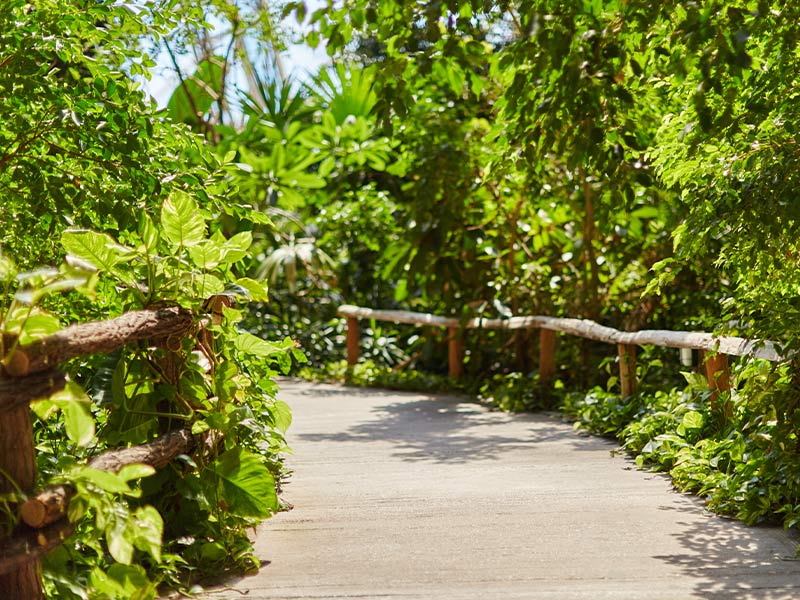 A path through the rainforest, surrounded by dense green vegetation.