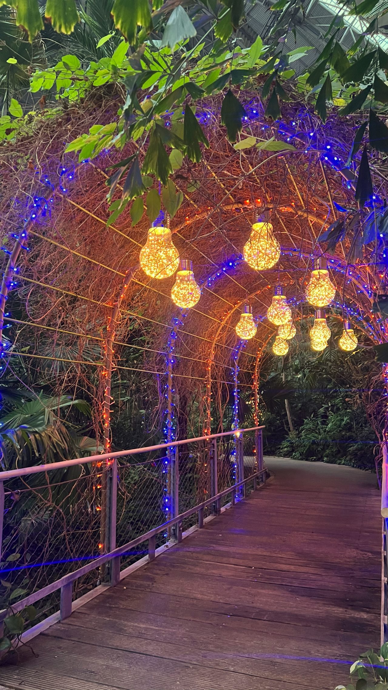 Walkway in the tropical rainforest with glowing light bulbs