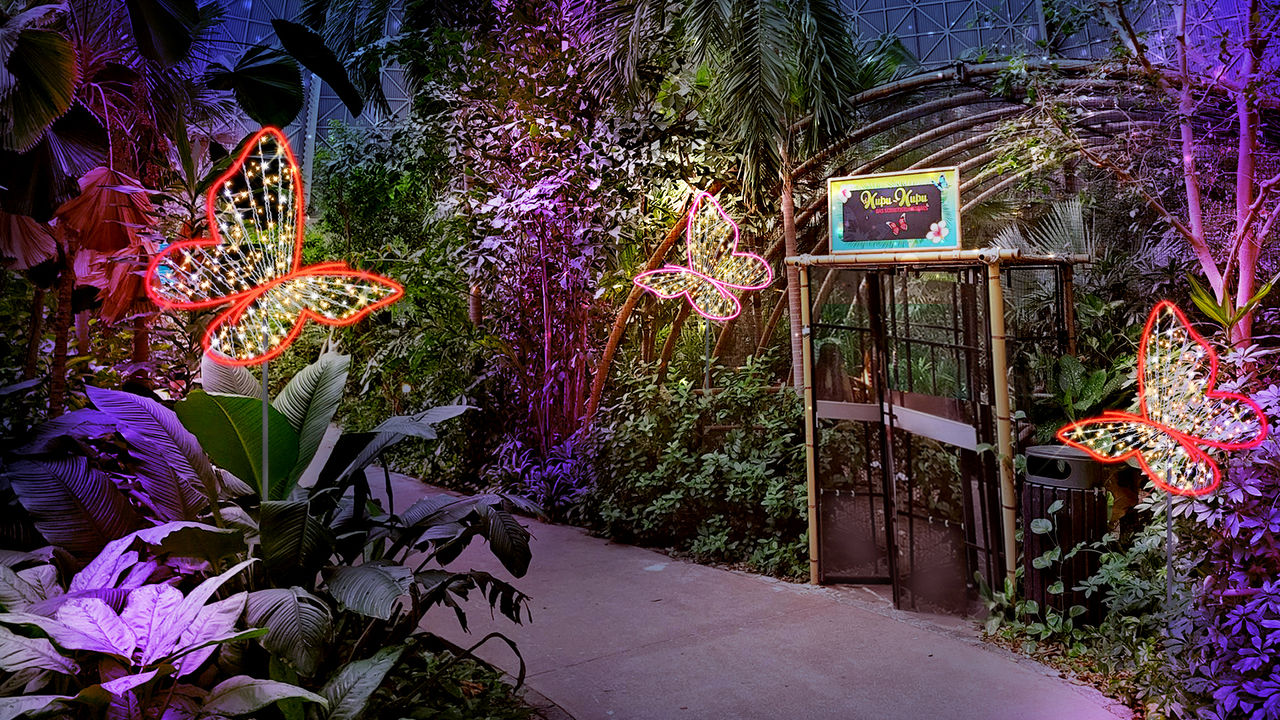 Kupa Kupa butterfly house with various brightly colored butterflies.