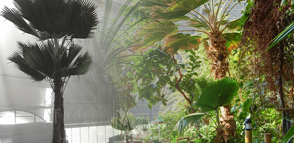 Dense tropical rainforest with palm trees, hanging vines, and sunlight filtering through the canopy.
