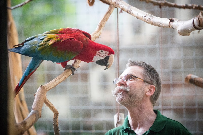 Colorful parrot on a branch in an enclosure, leaning towards a person with something in its beak.