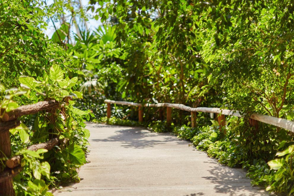 Rainforest
